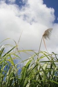 La canne à sucre en fleur